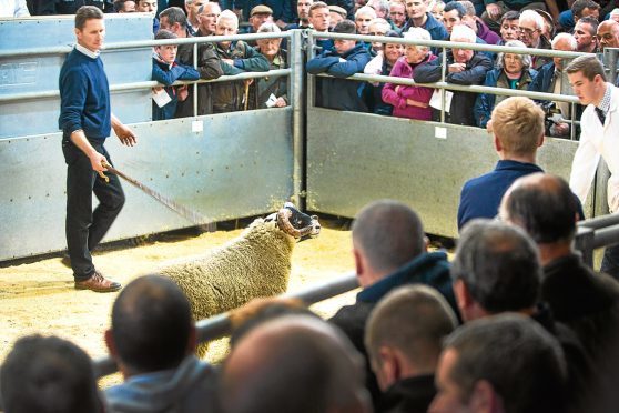 Ian Hunter selling one of his top Blackface lambs at Dalmally