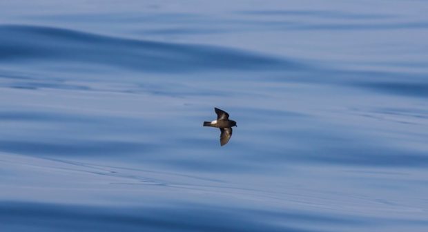 A Storm Petrel