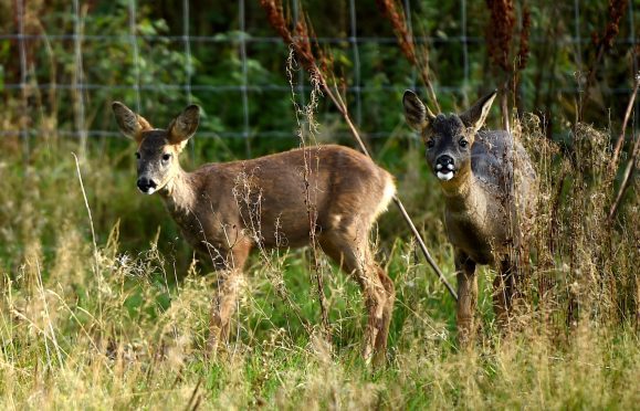 A deer in Ellon
Picture by Jim Irvine