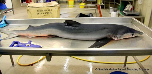 Blue shark which washed up on Roseisle beach