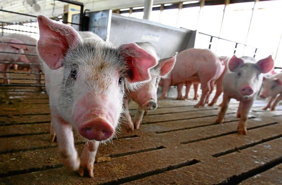The survey was carried out by the National Pig Association