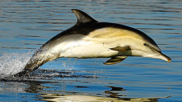 common dolphin leaping - WDC Charlie Phillips_RL