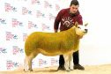 Last year's sheep sale topped at 4,200gn for a Texel from Robbie Wilson's Milnbank flock