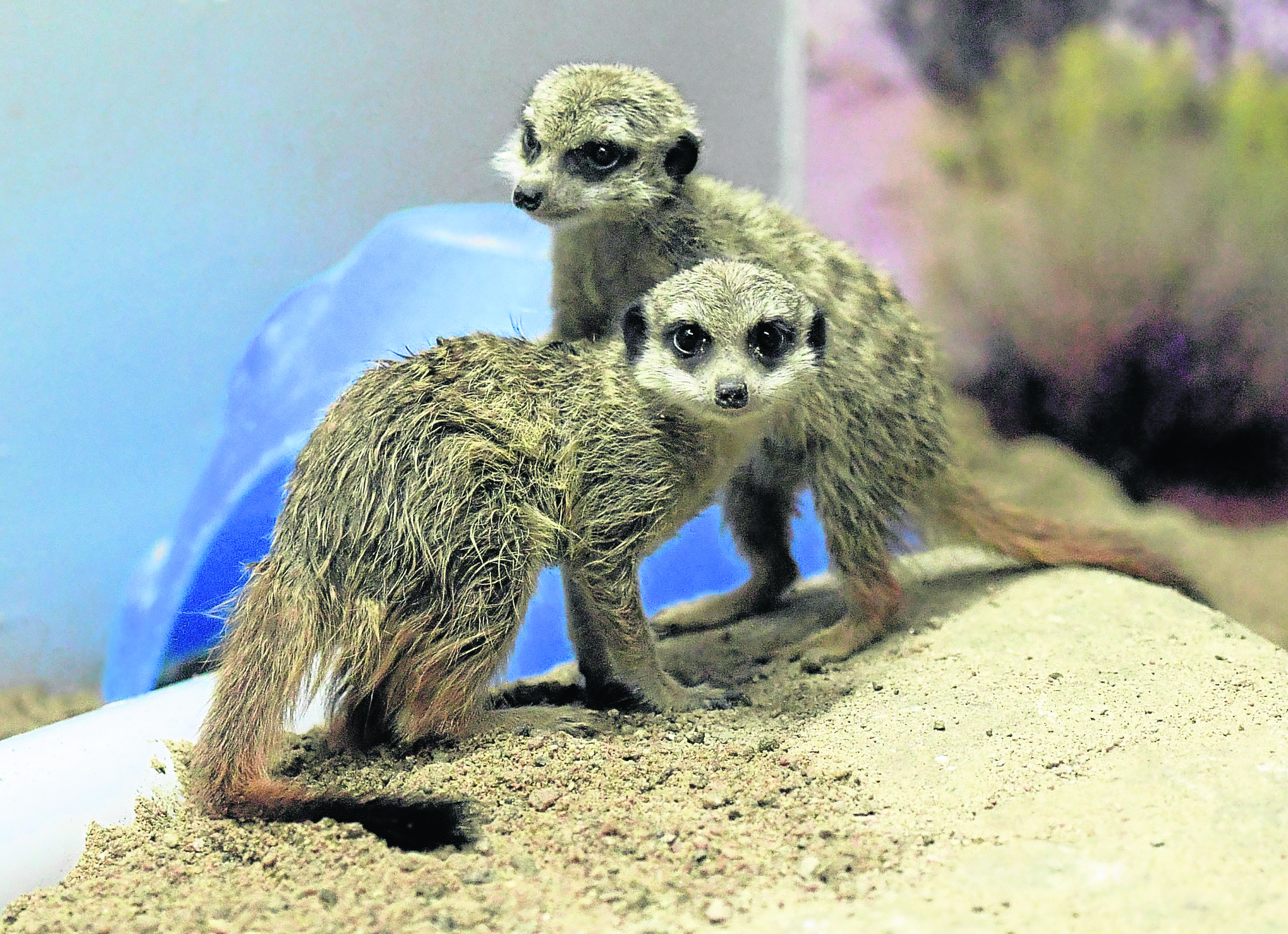 Meerkats Dee and Don were "hugely popular" at the Hazlehead Park attraction.