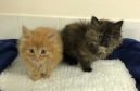 Kittens Harry and Meghan are being cared for in Inverness