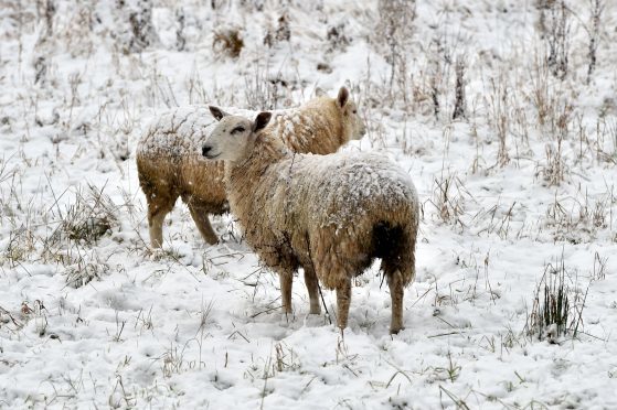 More than 30 lambs were killed in the incident.