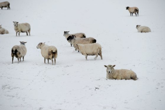 A flock of bewildered sheep at Skye of Curr, Dulnain Bridge as they wonder where their green grass has gone. Pic by Sandy McCook.