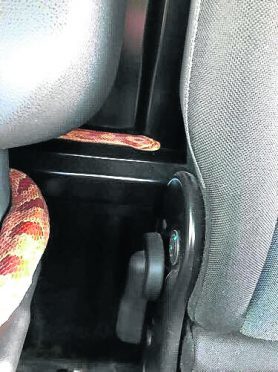 The snake in the van