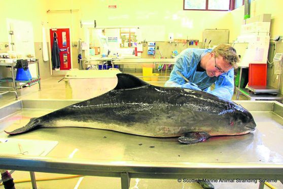 A porpoise is examined after being killed by a dolphin. Pic credit: SMASS