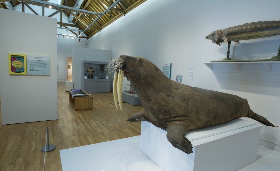 Giant Stuffed Walrus named after Public Vote