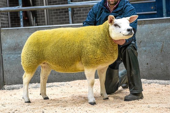 The 16,000gn Strathbogie gimmer