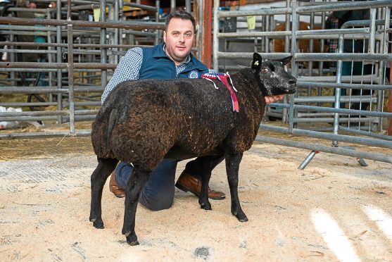 Stasa Moyse's champion Blue Texel