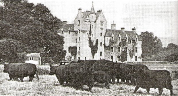 An old picture of Aberdeen-Angus cattle in front of Ballindalloch Castle.
