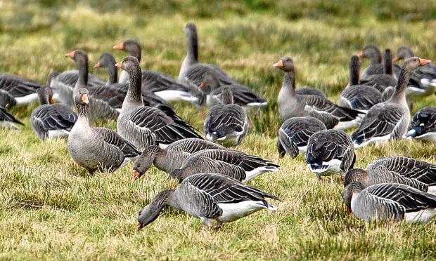 Greylag geese