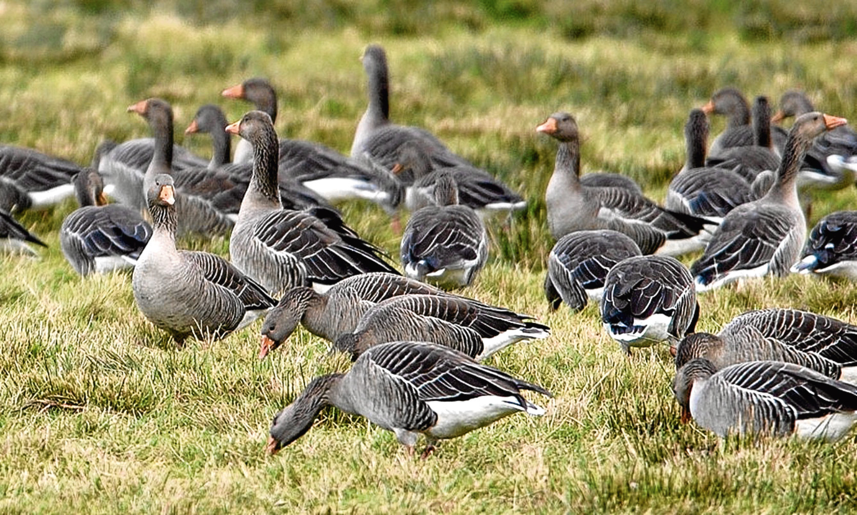 The goose management funding is welcomed but not enough to tackle growing numbers of the birds.
