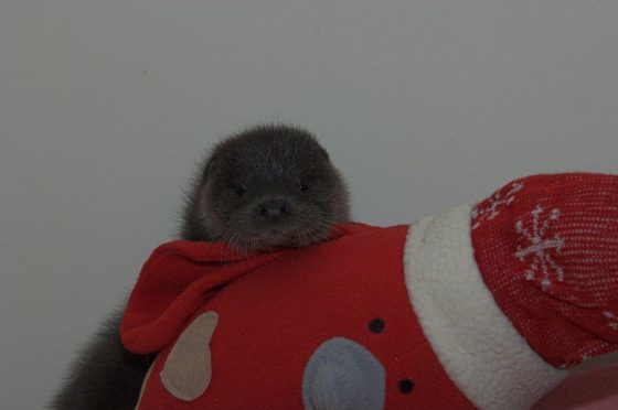 Misty the Otter was rescued last Friday