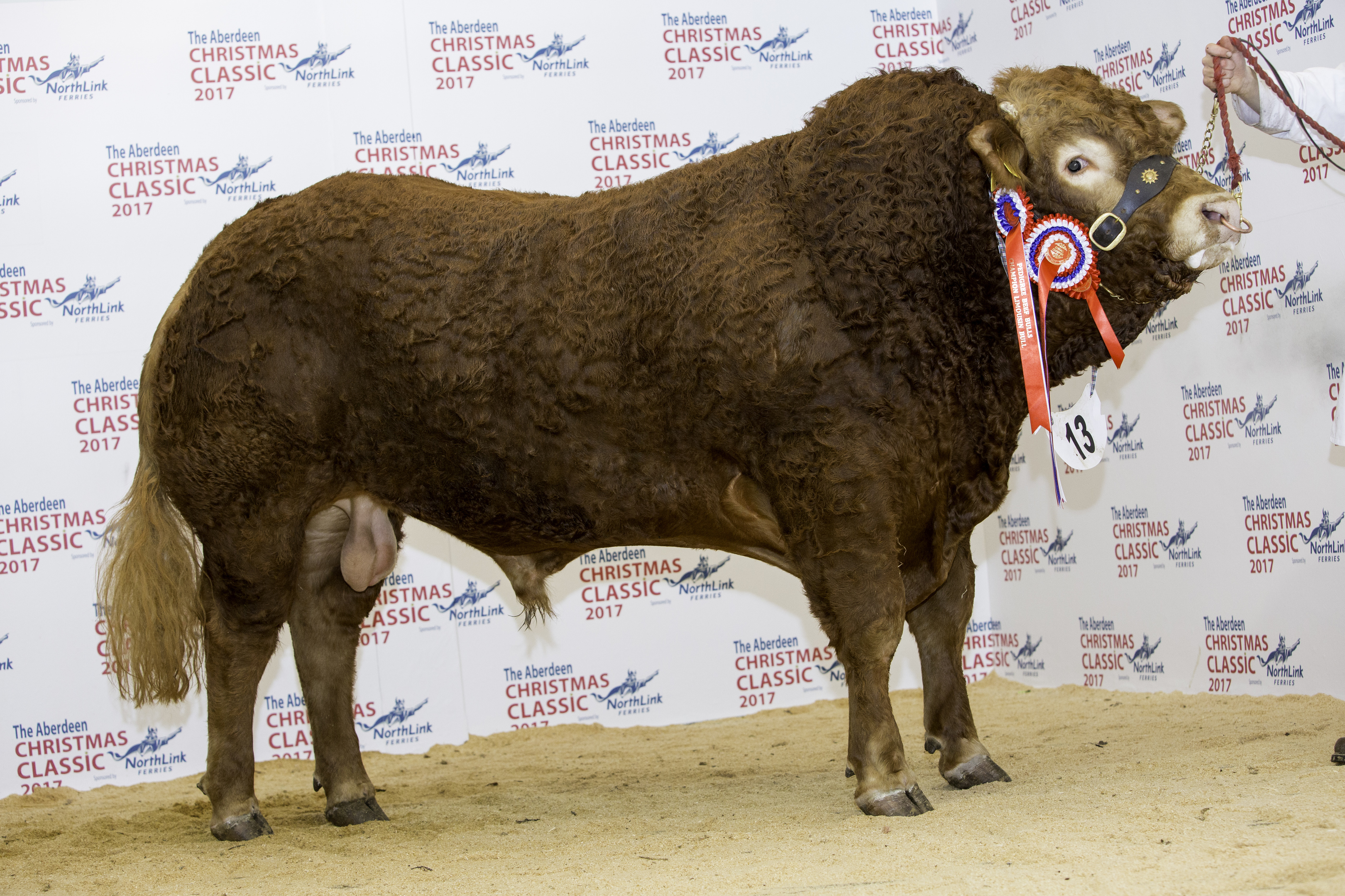 Champion bull Harestone Limit sold for 5,800gn