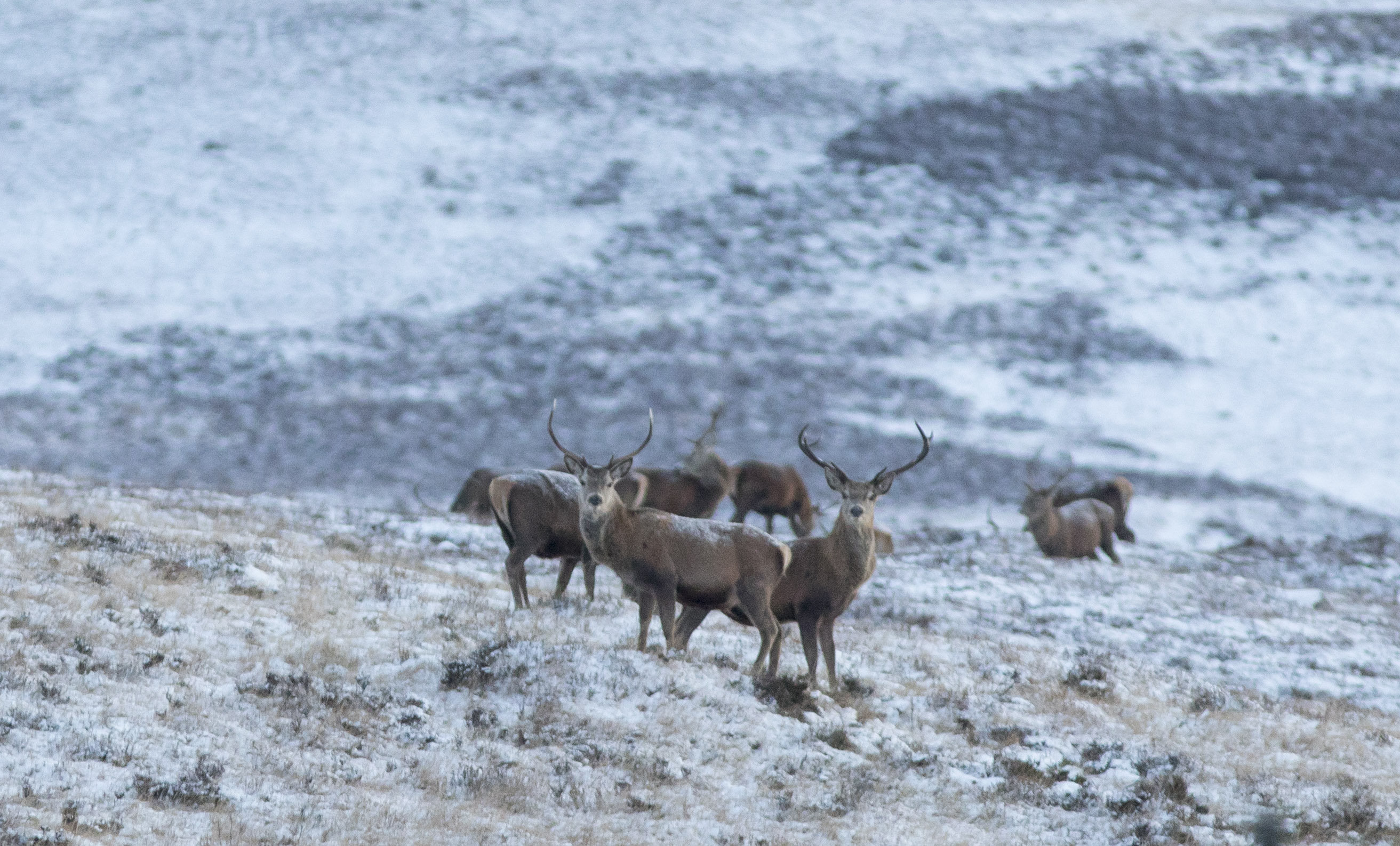 Stags in the Cairngorms.