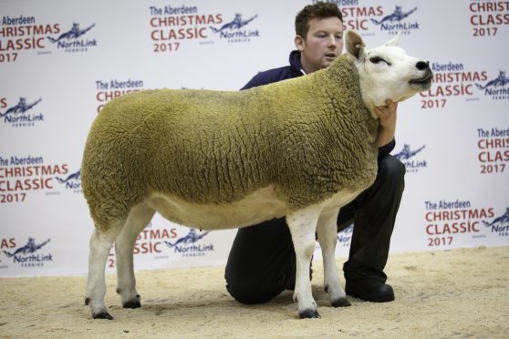 Robbie Wilson's champion Texel