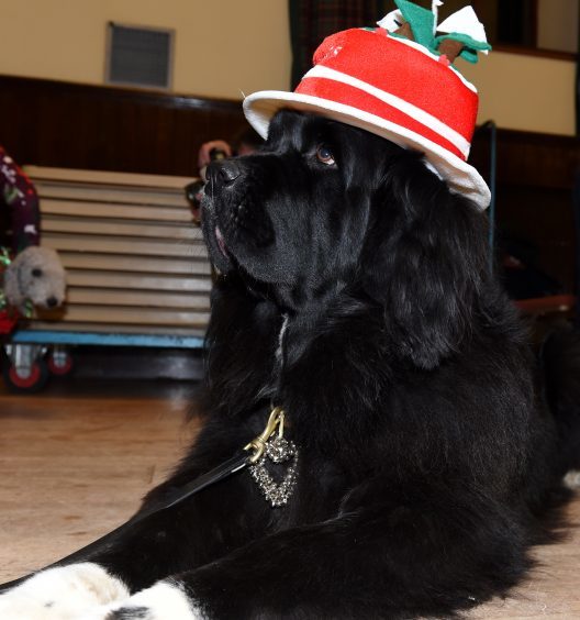 Nellie the Newfoundland.