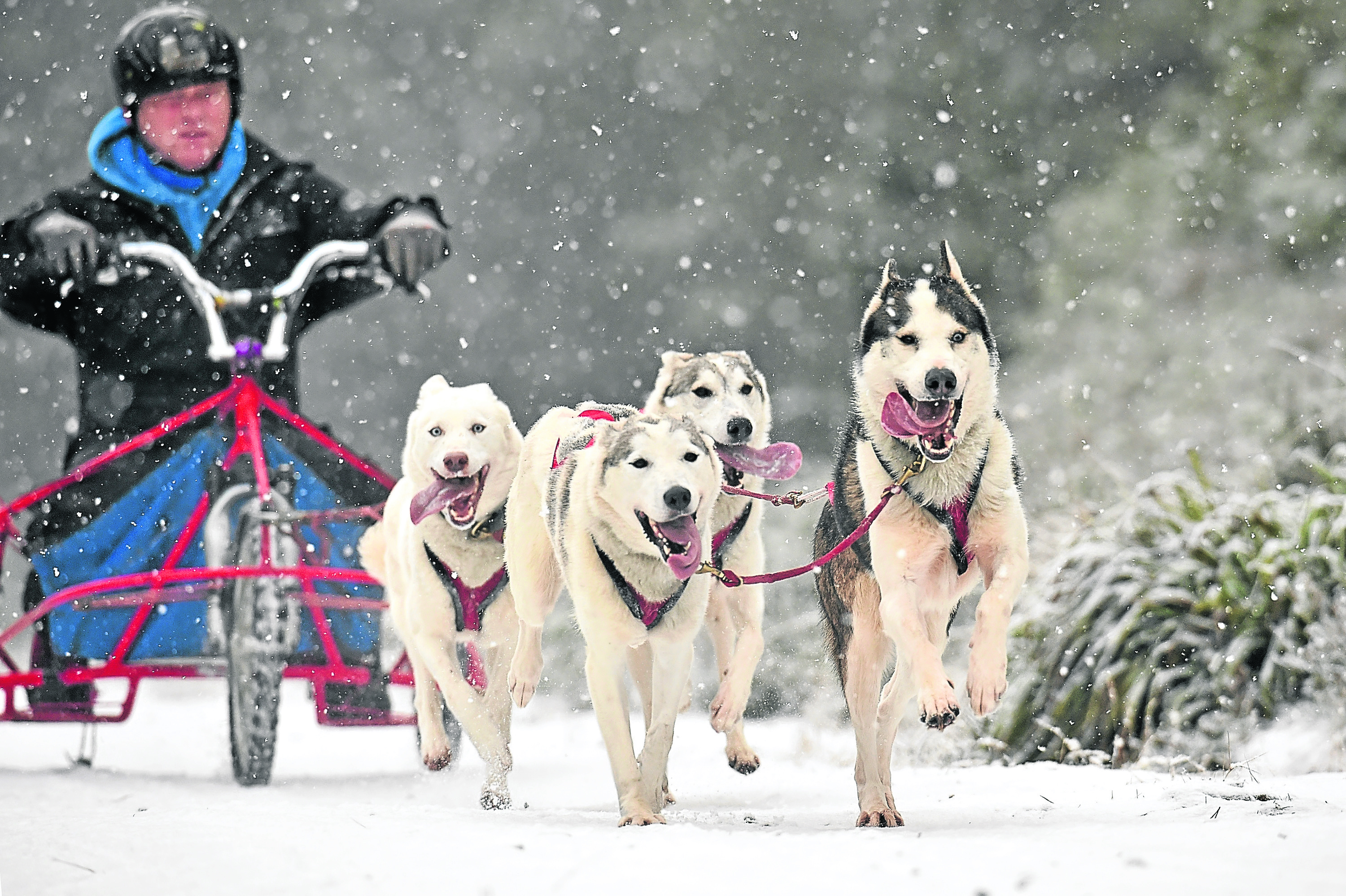 Sledders and their huskies practice at a forest course ahead of the Aviemore Sled Dog Rally.