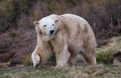 Victoria the Polar Bear gave birth earlier this year