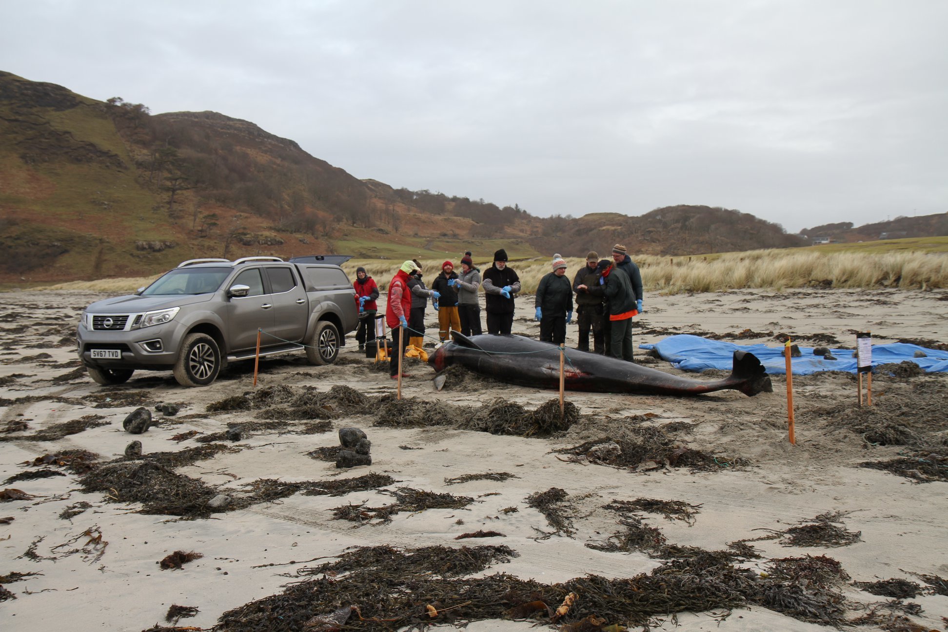 A long-finned pilot whale died after becoming stranded in Mull last month