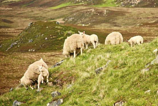 The facility provides a service to the area's crofters and farmers who without it would face having to transport their animals to the mainland for sale.