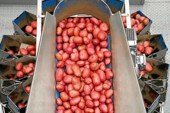 Rooster potatoes are processed at Albert Bartlett, Airdrie.