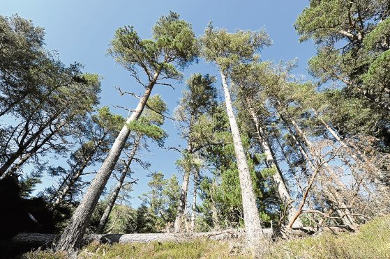 Old growth Caledonian Scots Pine near Evanton in Easter Ross.