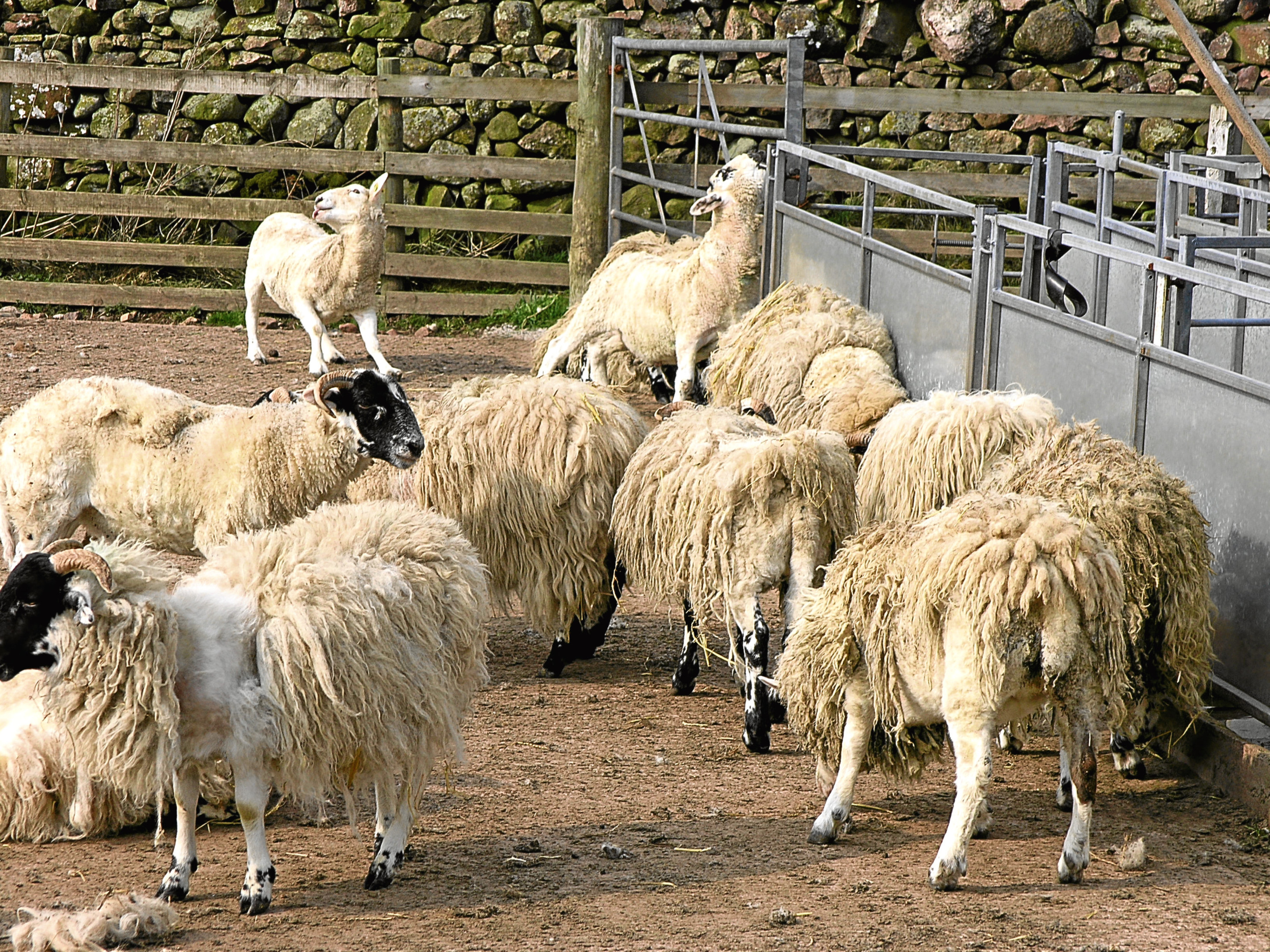 Sheep suffering from sheep scab.