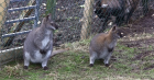Wallabies arrive for new life in Shetland