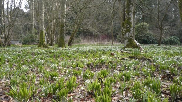 Fyvie Castle's woodlands are part of this years' Snowdrop Festival.
Picture : Fyvie Castle