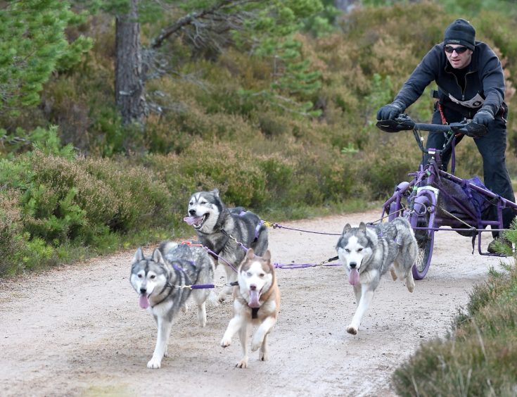 Rob MacLennan of Aberlour on the course with his four dogs.