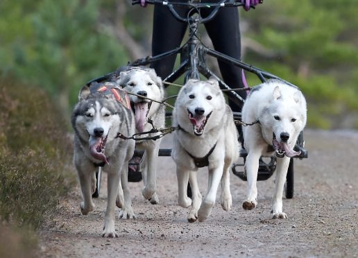 The  Aviemore Sled Dog Rally took place this weekend in Glenmore Forest in Strathspey. Pictures by Sandy McCook