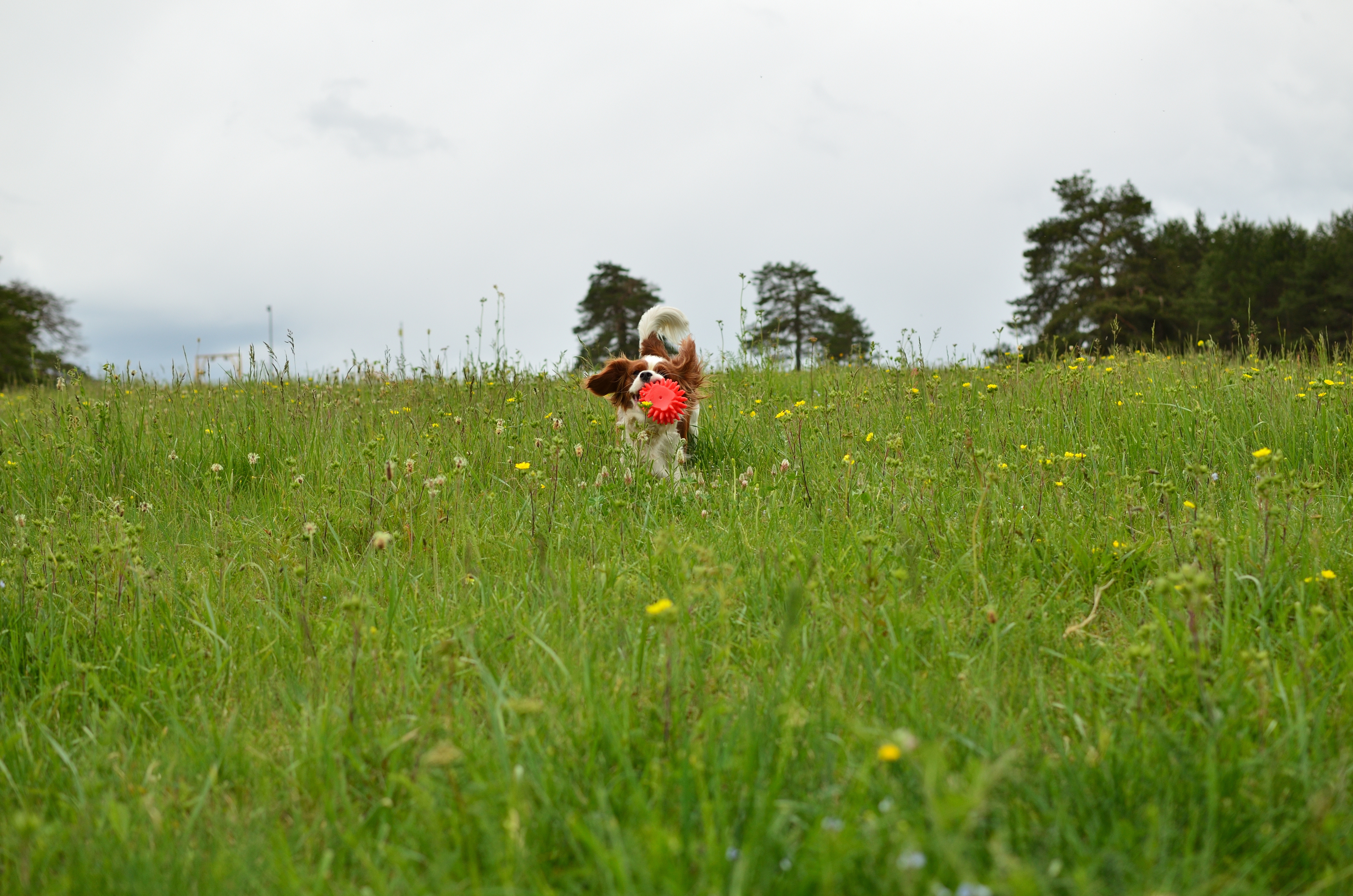 There are now thought to be a number of secure dog walking fields - a relatively new concept - across the UK.