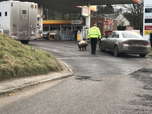 The pig was caught at a petrol station.