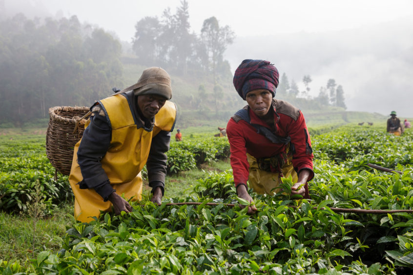 5,000 smallholder farmers from the Mulindi tea factory and field unit in Rwanda recently gathered to celebrate the significant progress in their tea farming activities and communities and to thank The Wood Foundation for their continued support.
Photo: Ross Johnston/Newsline Media/TWFA