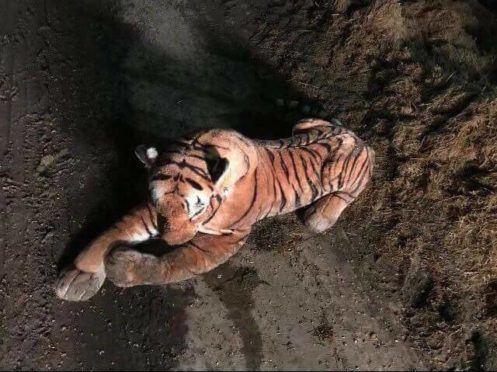 The stuffed toy that a farmer mistook for a real tiger before calling the police.