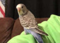 Buddy the budgie reunited with owner after vanishing from its Banff home