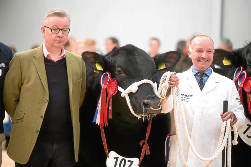 Michael Gove, the champion Aberdeen-Angus bull and stockman Alistair Cormack