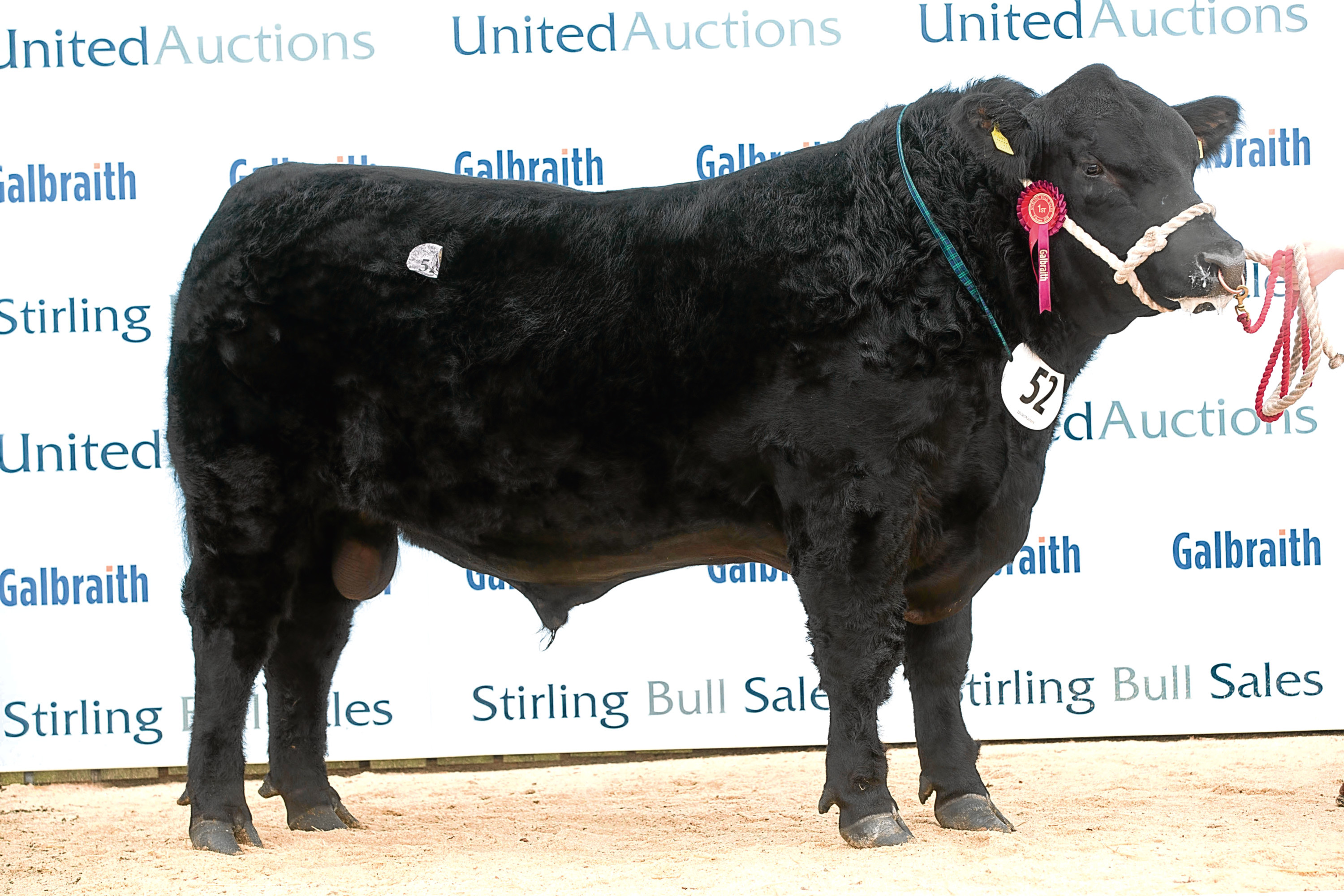 Thrunton Panther sold for 15,000gn
