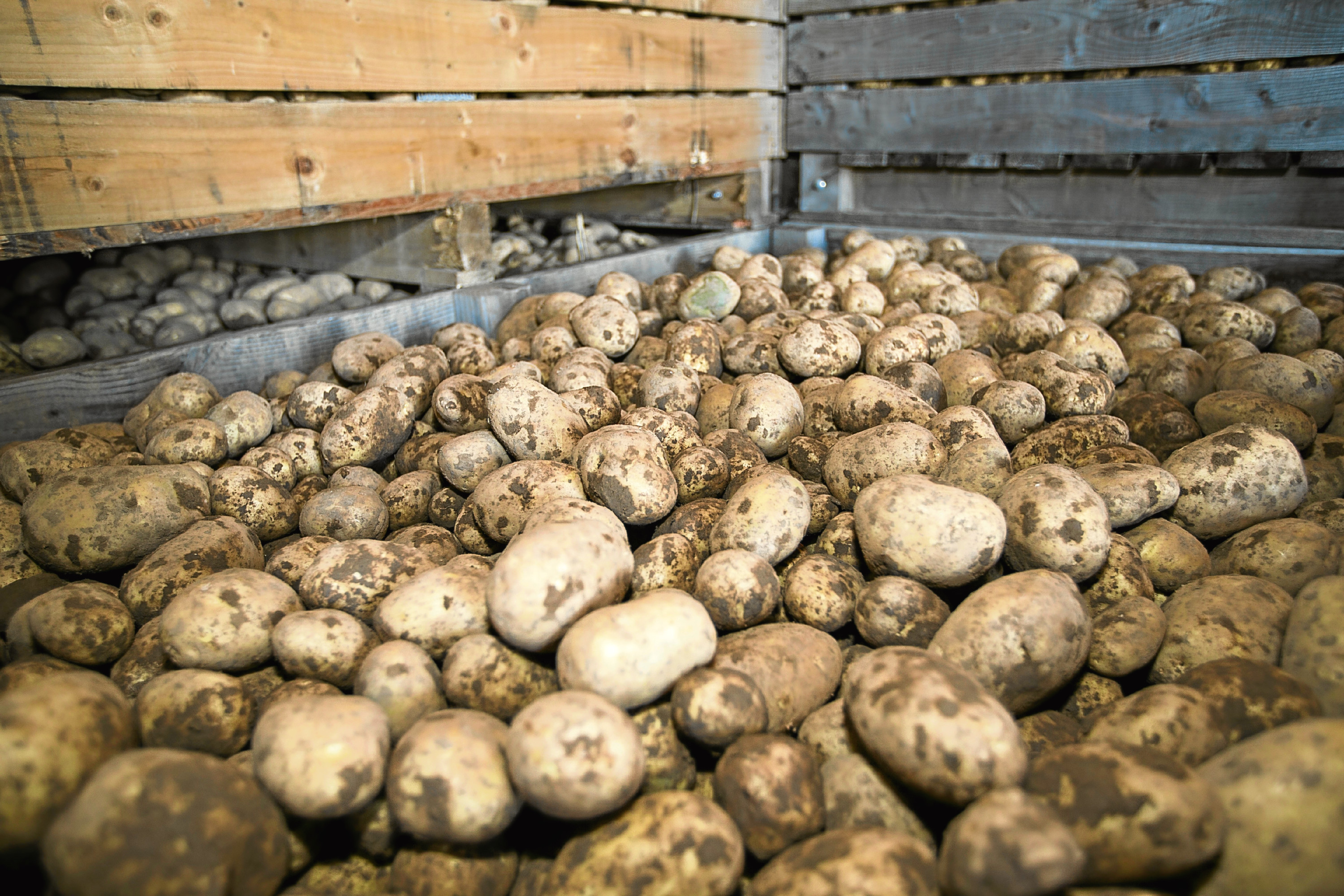 Potato stocks are up almost 25% on last season, according to AHDB