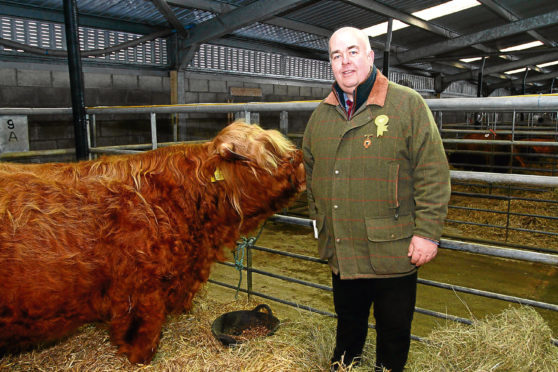 Gordon McConachie  president of the Highland Cattle Society