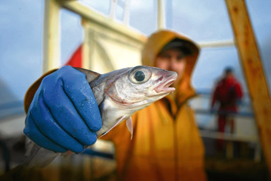 Leading EU fish expert in ‘perfect storm’ alert