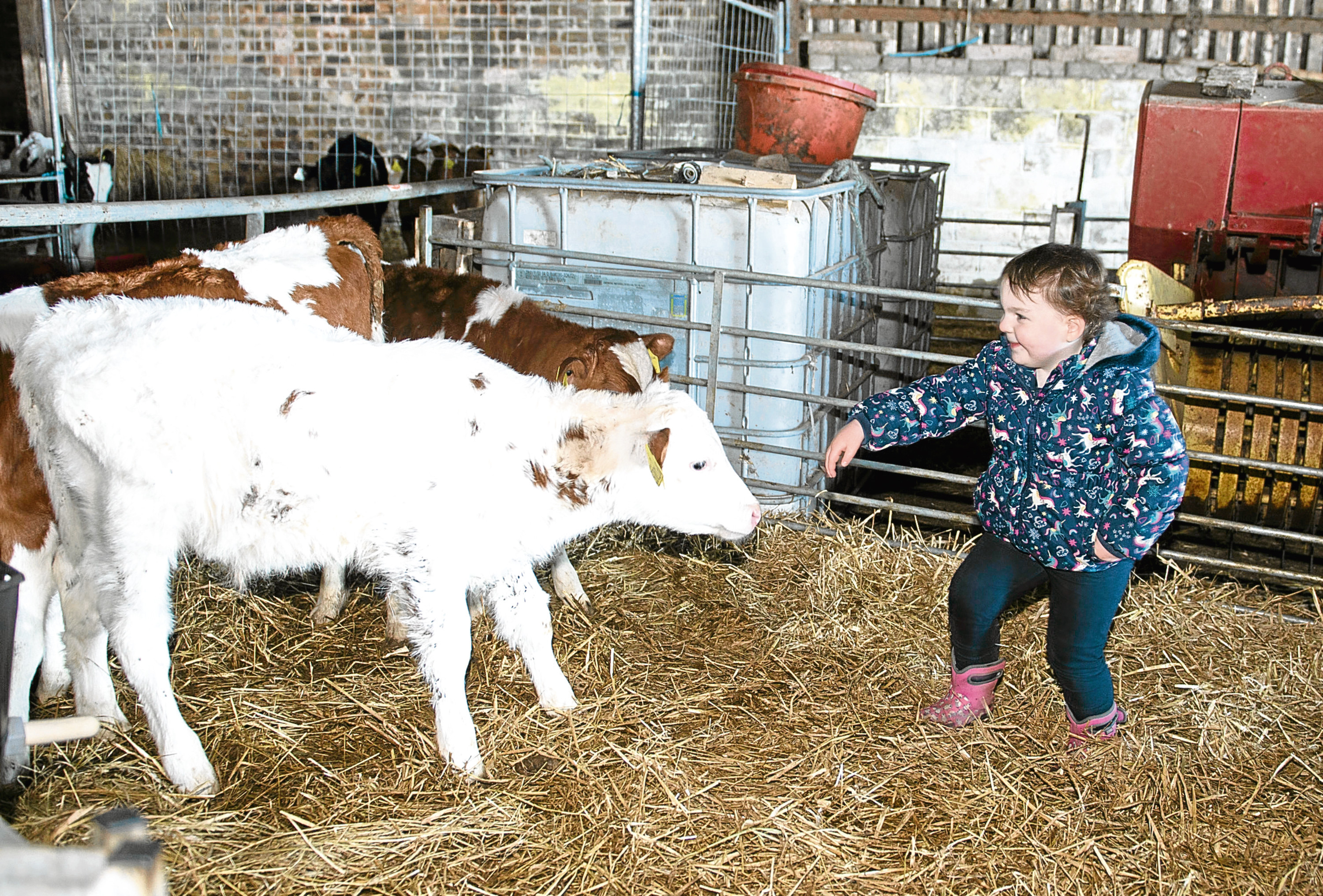 Busy helping around the farm Hannah (4) has fun with the calves.