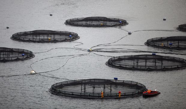 Stocks at Lismore salmon farm. Picture by Jeff J Mitchell/Getty Images