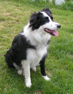 Lisa Gast has 14 dogs in her sheepdog school, but her first Border Collie, Harvey, remains the leader of the pack and is fluent in three languages - dog, English and German.