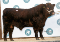 Luing bulls sold to 8,500gn at Castle Douglas when Luing Viking from the Cadzow Brothers’ unit on the island of Luing was bought by Floors Farming, Rawburn Farms, Longformacus.