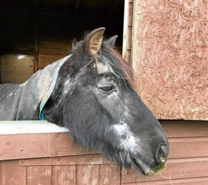 And there were some people who thought that Fluke, a horse which lived much longer than expected, would carry on forever after he turned 40 in 2015.